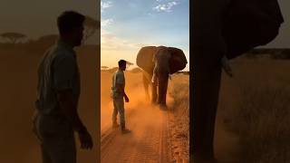 The wild elephant is very friendly 🦣❤😲 #elephant #animalsfriendship #wild #shorts