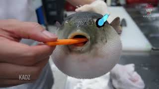 Pufferfish eats carrot and sing megalovania theme screenshot 5