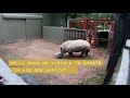 Mumbles the Rhino Arrives at Zoo Atlanta