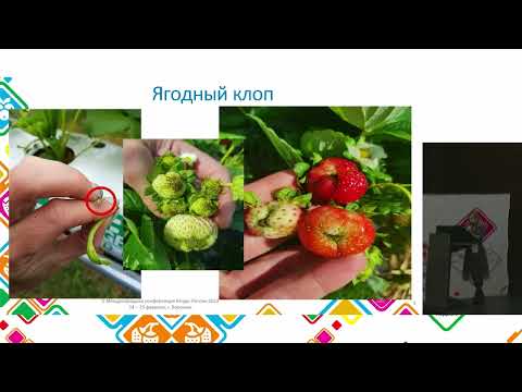 15 Основные вредители земляники садовой в туннелях выявление, определение и защита – Елена Казакова