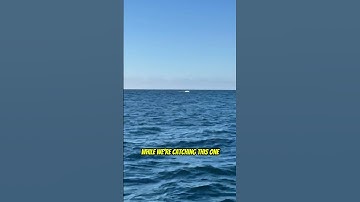 Breaking Fish Everywhere!