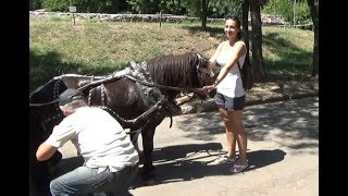 Животные: кенгуру, мунтжак, мара и придержала пони/Николаевский зоопарк Животные: кенгуру, мунтжак, мара и придержала пони/Николаевский зоопарк