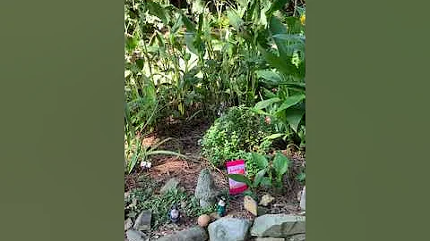 Kathy Rushing's Garden Tour: Shade to Sun