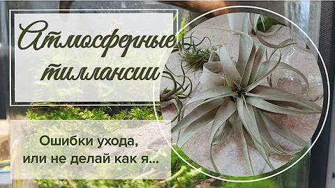 Атмосферные тилландсии. Особенности ухода осень- зима.