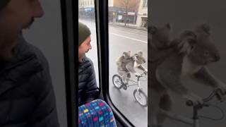 Koala Commute Cycling Mom With Babies, Plus A Tandem Team