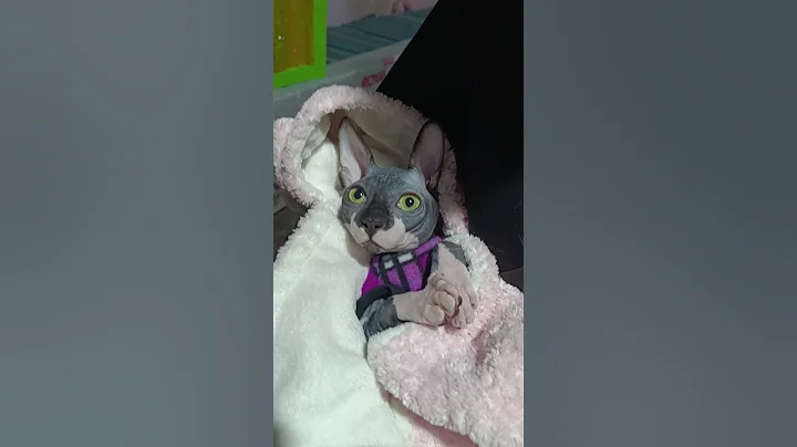 Watch the video about Luxurious Canadian Sphynx in Black and White Color Infinity