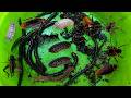 WOO OMG Catching Insects,Earth Worms,Cockroaches,Coconut worms,Leeches. #insects #subscribe