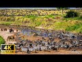 Faune africaine 4k parc national du kilimandjaro tanzanie  film panoramique sur la faune