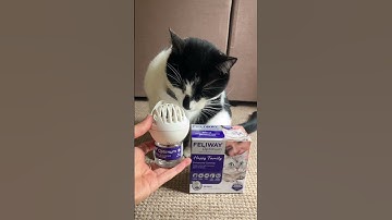 I Tried Feliway Optimum And My Cat Changed!