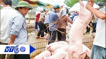 Việt Nam chưa được xuất khẩu thịt lợn sang Trung Quốc | VTC