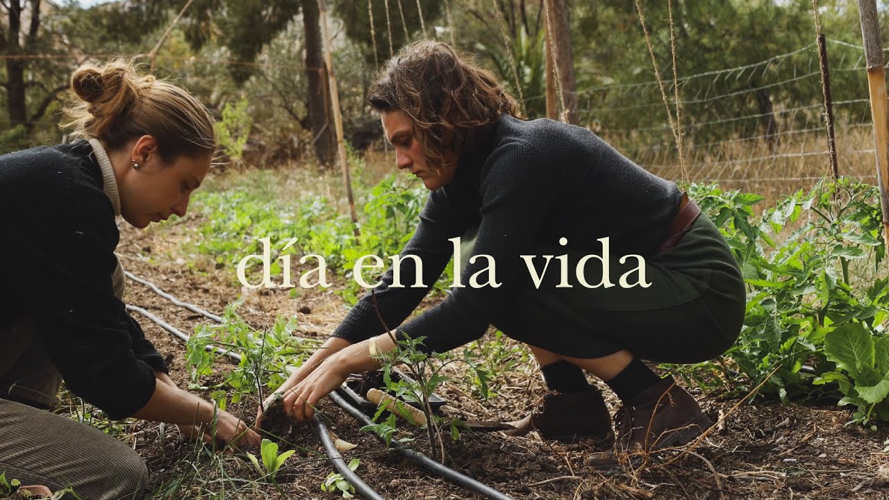 Gazapos Cras de Oca Pollitos y Plantamos Tomates   Un da Criando y Cultivando Nuestra Comida