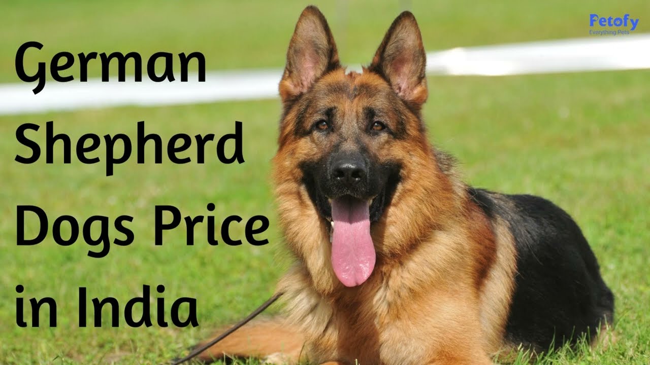German Shepherd Dogs Price In Different Cities In India YouTube