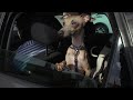 Majestic Minibeasts - The Italian Greyhound - Sony FS5