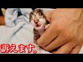 生後４日の赤ちゃん子猫がミルクを飲んですぐに訴える【保護猫】