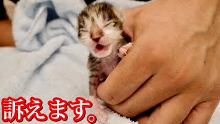 生後日の赤ちゃん子猫がミルクを飲んですぐに訴える【保護猫】