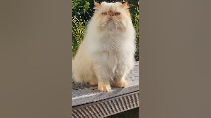 Video 3265781: cute himalayan persian, himalayan boy