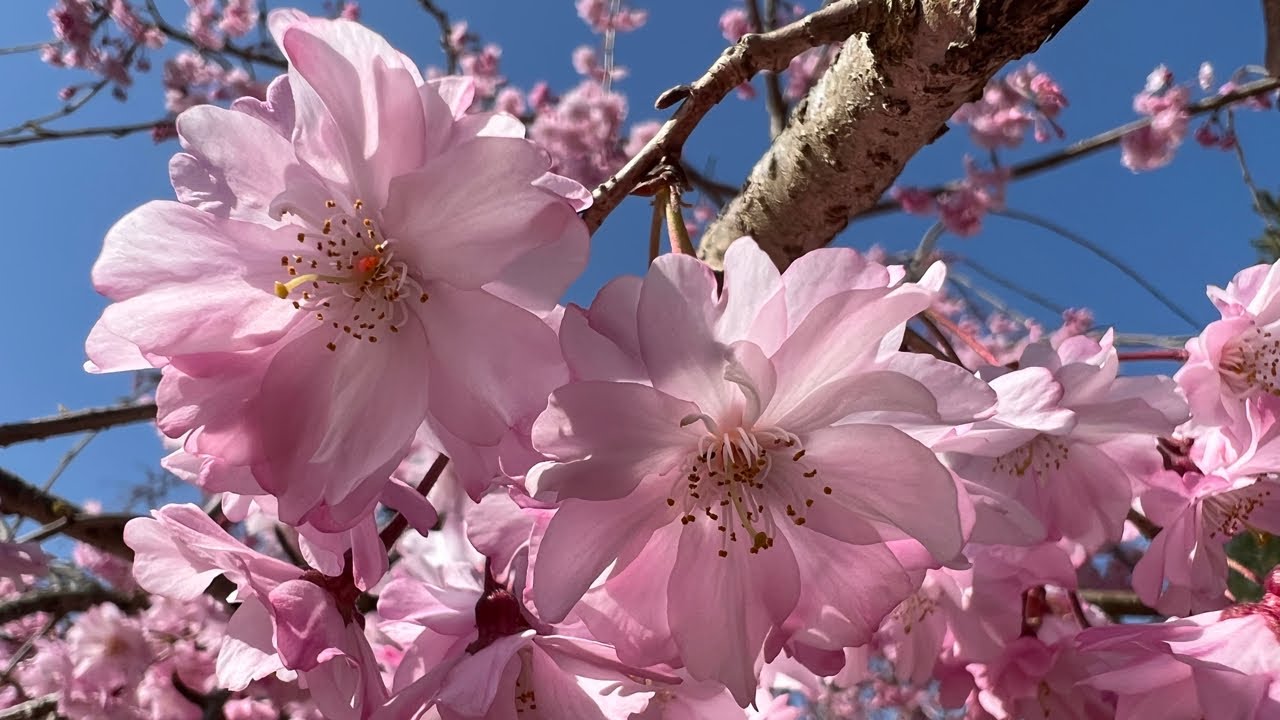 ITT A TAVASZ, DAGAD A…SZAKURA!