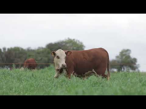 LOTE 14A - G137