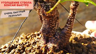 видео: Расширение ствола у фикуса. Завершающая стадия формирования толстого ствола бонсай! Фикус Ретуса. картинка: Расширение ствола у фикуса. Завершающая стадия формирования толстого ствола бонсай! Фикус Ретуса.