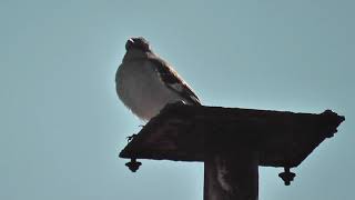 Mockingbird squawk