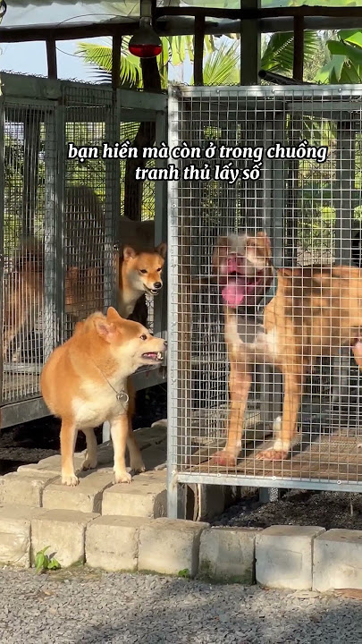 Download lagu định nghĩa chó hùa 🥹 #shiba #shibainu #shibadog #miyelele #miye
