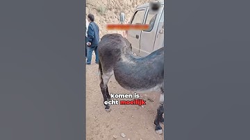 🪤 Chinese Vissenval Onthult Enge Waarheid