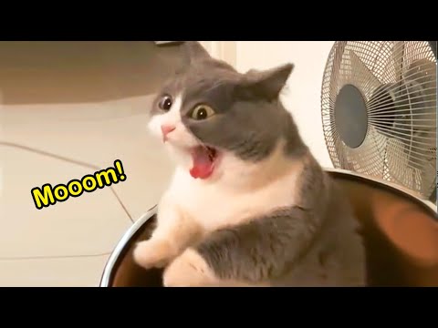 These Cats Speak