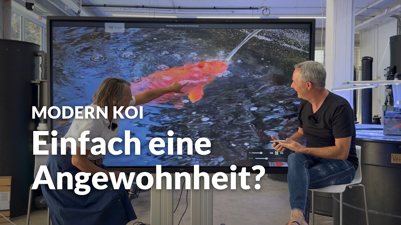 Warum Koi beim Wasserwechsel unter dem Wasserstrahl stehen | Modern Koi Blog #8310