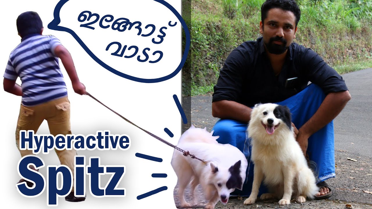 Spitz dog 🐕‍🦺 Hyperactive Dog leash walk [ Aggressive spitz dog