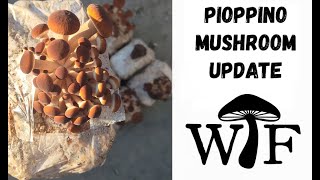 Learn How We Grow Pioppino Mushrooms