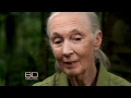 Jane Goodall and Her Chimps
