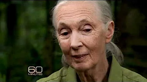 Jane Goodall and Her Chimps