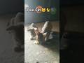 Poor Cat 🐱🐈🐈⬛ #cat #poorcat #poor #cats #love #shorts #shortvideo