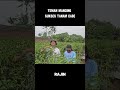 TEMAN MANCING SUKSES TANAM CABE