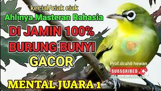 Download lagu Joss Master Kecial Kuning Ciak Ciak Gacor Banget,Burung Tambah Gacor,Pancingan Burung Kecial juara