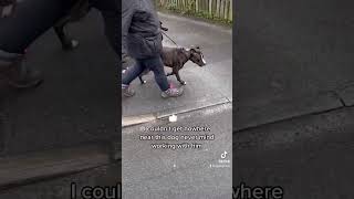 Aggressive Reactive Staffordshire Bull Terrier.