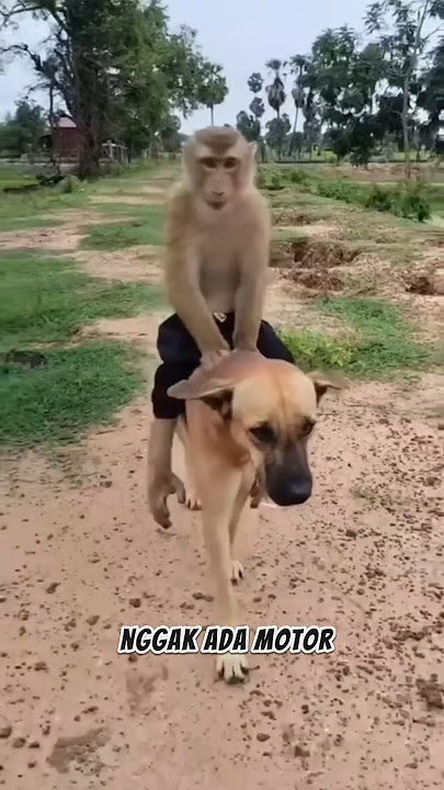 Ga ada Motor ? Naek anj 🐕 solusinya 😂 #hewanlucu #zullkyuu45