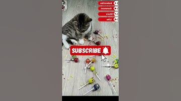 Cat Barsik Beads 🌈🌳🍭 Reverse video #reversevideo #reversecat #catshorts #funnycats #barsik