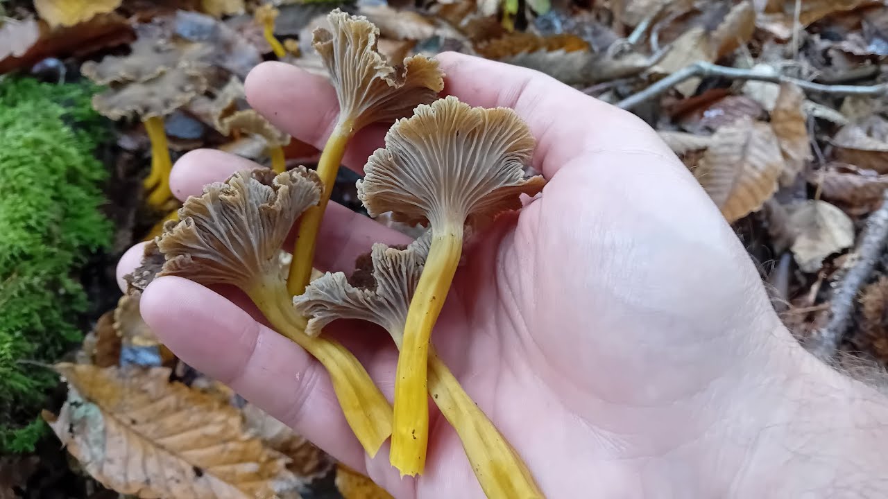 Chanterelles, attention à la confusion avec la Léotie !
