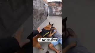 Cão policial alcança o suspeito e ajuda na contenção durante a operação #bope #policia #operação #rj