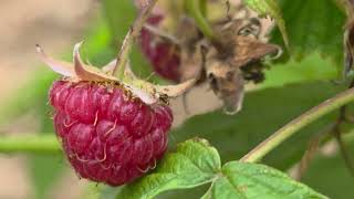 Raspberry, Frambuaz, Ahududu