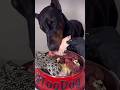 “Doberman Dines on Alligator Hand &amp; Crowned Chicken | Shocking ASMR Raw Feast!”#dogshorts