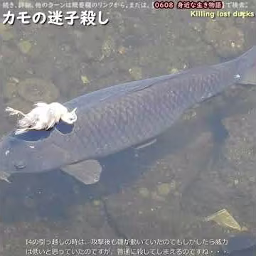 【閲覧注意】カルガモ親子の母にヒナが殺される悲劇。迷子殺し。