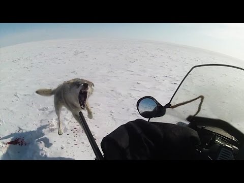 ТРЕЙЛЕР Степные охотники 4 2, охота на волка (Wolf hunting)