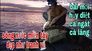 Với Bài Mồi Giăng Câu Ốc Bươu Vàng Của Cao Thủ , Thì Cá Ngát Cá Lăng Dính Hết # SĂN BẮT ĐỒNG THÁP #