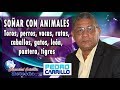N° 095 "SOÑAR CON ANIMALES (TOROS, VACAS PERROS, RATAS, CABALLOS, GATOS)" Pastor Pedro Carrillo