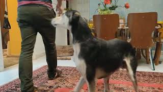 training with saluki by Persian greyhound Saluki 31 views 4 months ago 2 minutes, 36 seconds