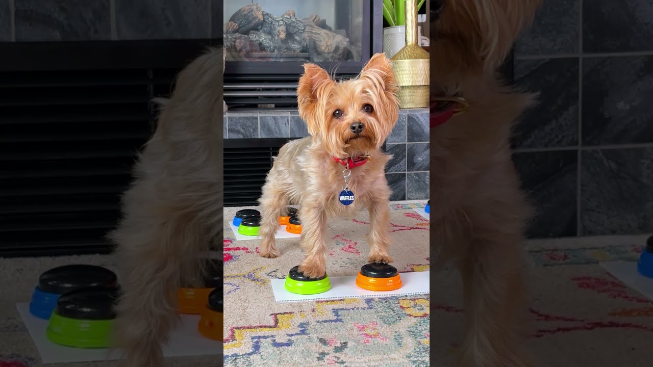 Angry Karen Dog Asks To Speak The Manager Shorts