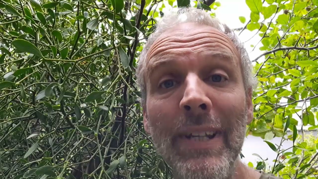 Maretak in 't Lebbeeks