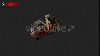 Oscar Fish | Motion Graphics - Envato elements